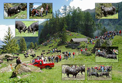 Cr&eacute;ation Alpage de Siviez 2007