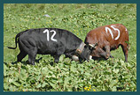 S&eacute;lection Top 15