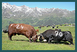 S&eacute;lection Top 30